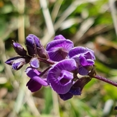 Glycine tabacina (Variable Glycine) at Fraser, ACT - 9 Mar 2021 by trevorpreston