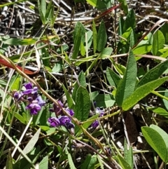 Glycine tabacina at Fraser, ACT - 9 Mar 2021