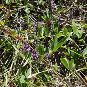 Glycine tabacina at Fraser, ACT - 9 Mar 2021