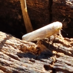 Cicadellidae sp. (family) (Unidentified leafhopper) at Dunlop Grasslands - 9 Mar 2021 by tpreston