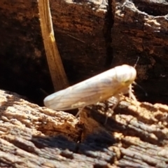 Cicadellidae (family) at Fraser, ACT - 9 Mar 2021 04:35 PM