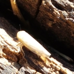 Cicadellidae (family) at Fraser, ACT - 9 Mar 2021 04:35 PM