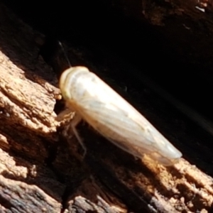 Cicadellidae (family) at Fraser, ACT - 9 Mar 2021