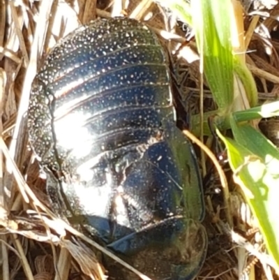 Panesthia australis (Common wood cockroach) at Dunlop Grasslands - 9 Mar 2021 by tpreston