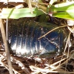 Panesthia australis at Fraser, ACT - 9 Mar 2021 04:37 PM