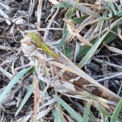 Oedaleus australis (Australian Oedaleus) at Dunlop Grasslands - 9 Mar 2021 by tpreston