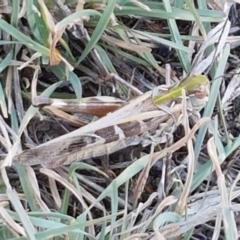 Oedaleus australis at Dunlop, ACT - 9 Mar 2021