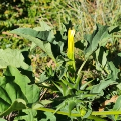 Datura ferox (Fierce Thornapple, Longspine Thornapple) at Symonston, ACT - 9 Mar 2021 by Mike