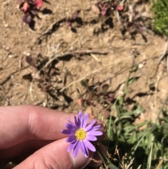 Calotis scabiosifolia var. integrifolia (Rough Burr-daisy) at Kosciuszko National Park - 6 Mar 2021 by Tapirlord