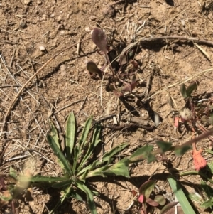 Calotis scabiosifolia var. integrifolia at Tantangara, NSW - 6 Mar 2021