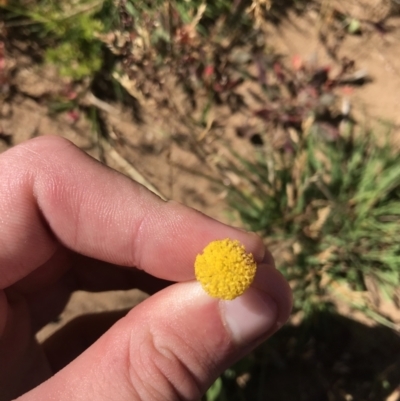 Leptorhynchos squamatus subsp. squamatus (Scaly Buttons) at Kosciuszko National Park - 6 Mar 2021 by Tapirlord