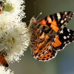 Vanessa kershawi (Australian Painted Lady) at Wodonga, VIC - 9 Mar 2021 by Kyliegw