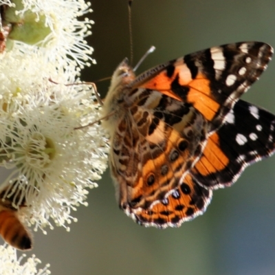 Vanessa kershawi (Australian Painted Lady) at Wodonga, VIC - 9 Mar 2021 by KylieWaldon