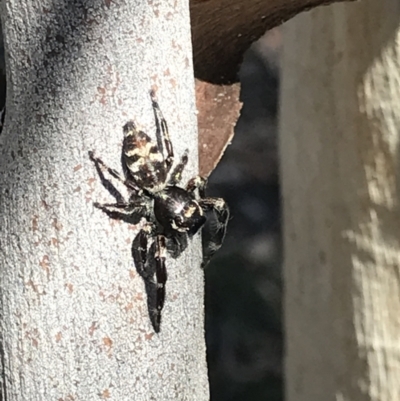 Sandalodes superbus (Ludicra Jumping Spider) at Bruce, ACT - 9 Mar 2021 by MattFox