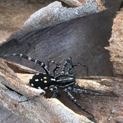 Nyssus albopunctatus (White-spotted swift spider) at Black Mountain - 8 Mar 2021 by MattFox