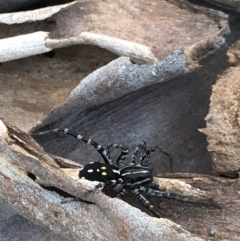 Nyssus coloripes at Black Mountain - 9 Mar 2021