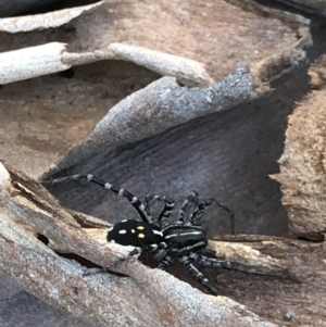 Nyssus albopunctatus at Bruce, ACT - 9 Mar 2021