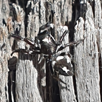 Sandalodes scopifer (White-spotted Sandalodes) at Rob Roy Range - 8 Mar 2021 by ChrisHolder