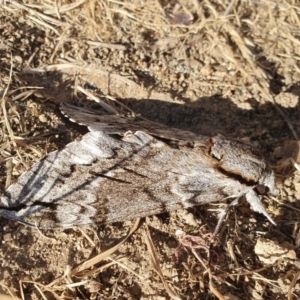 Psilogramma casuarinae at Calwell, ACT - 9 Mar 2021