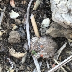 Nerthra sp. (genus) (Toad Bug) at Black Mountain - 8 Mar 2021 by MattFox