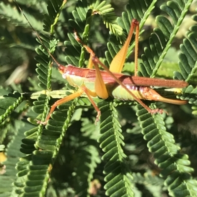 Conocephalomima barameda (False Meadow Katydid, Barameda) at Black Mountain - 8 Mar 2021 by MattFox