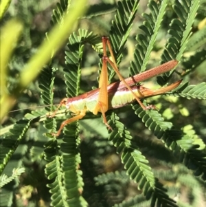 Conocephalomima barameda at Bruce, ACT - 9 Mar 2021