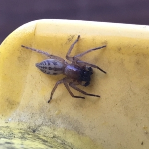 Clubiona sp. (genus) at Cook, ACT - 5 Mar 2021