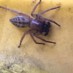 Clubiona sp. (genus) at Cook, ACT - 5 Mar 2021 08:04 AM