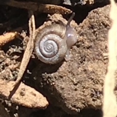 Elsothera funerea (Grim Reaper Pinwheel Snail) at O'Connor, ACT - 8 Mar 2021 by MattFox