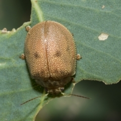 Paropsis atomaria (Eucalyptus leaf beetle) at Holt, ACT - 5 Mar 2021 by AlisonMilton