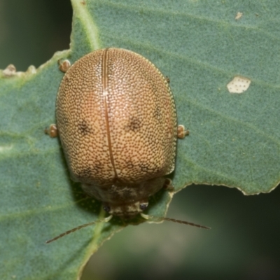 Paropsis atomaria (Eucalyptus leaf beetle) at Holt, ACT - 5 Mar 2021 by AlisonMilton