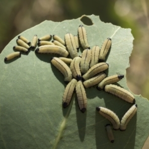 Paropsis atomaria at Holt, ACT - 5 Mar 2021