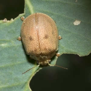 Paropsis atomaria at Holt, ACT - 5 Mar 2021