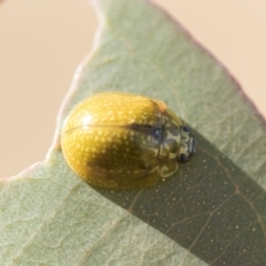 Paropsisterna cloelia (Eucalyptus variegated beetle) at Holt, ACT - 4 Mar 2021 by AlisonMilton