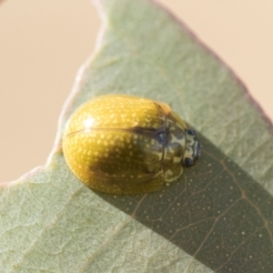 Paropsisterna cloelia at Holt, ACT - 5 Mar 2021