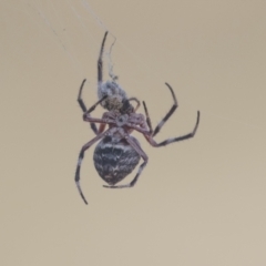 Hortophora transmarina (Garden Orb Weaver) at Hawker, ACT - 4 Mar 2021 by AlisonMilton