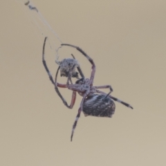 Hortophora transmarina at Hawker, ACT - 5 Mar 2021