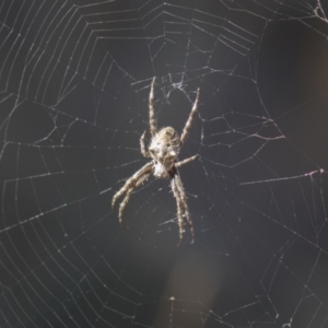 Socca pustulosa at Holt, ACT - 5 Mar 2021