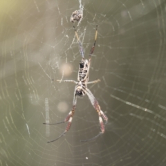 Trichonephila edulis (Golden orb weaver) at Holt, ACT - 5 Mar 2021 by AlisonMilton