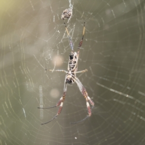 Trichonephila edulis at Holt, ACT - 5 Mar 2021