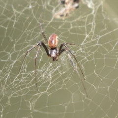 Trichonephila edulis at Holt, ACT - 5 Mar 2021