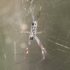 Trichonephila edulis at Holt, ACT - 5 Mar 2021