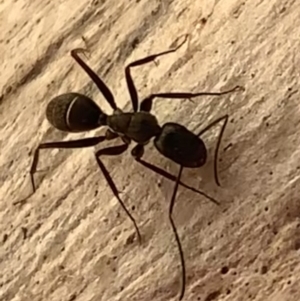 Camponotus nigroaeneus at Murrumbateman, NSW - 9 Mar 2021