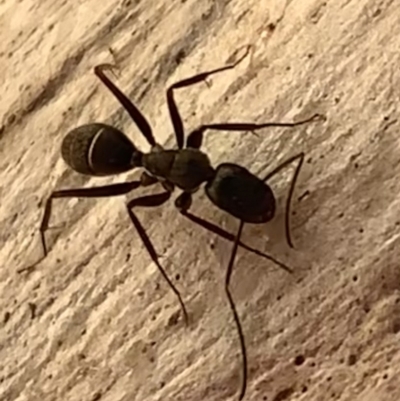 Camponotus nigroaeneus (Sugar ant) at Murrumbateman, NSW - 9 Mar 2021 by SimoneC