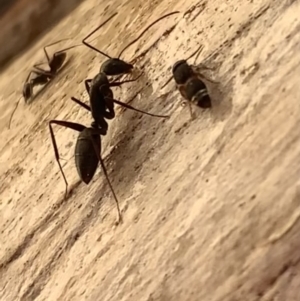 Camponotus nigroaeneus at Murrumbateman, NSW - 9 Mar 2021