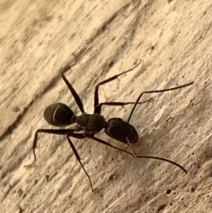 Camponotus nigroaeneus at Murrumbateman, NSW - 9 Mar 2021