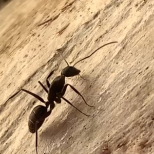 Camponotus nigroaeneus at Murrumbateman, NSW - 9 Mar 2021