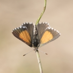 Lucia limbaria (Chequered Copper) at Holt, ACT - 4 Mar 2021 by AlisonMilton