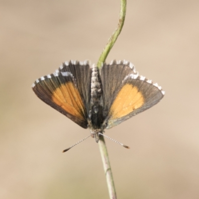 Lucia limbaria (Chequered Copper) at Holt, ACT - 5 Mar 2021 by AlisonMilton