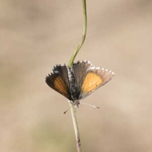 Lucia limbaria at Holt, ACT - 5 Mar 2021